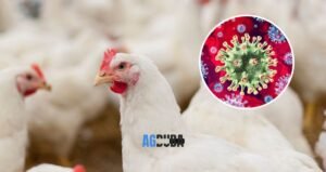 Bird Flu Infections in Farmworkers