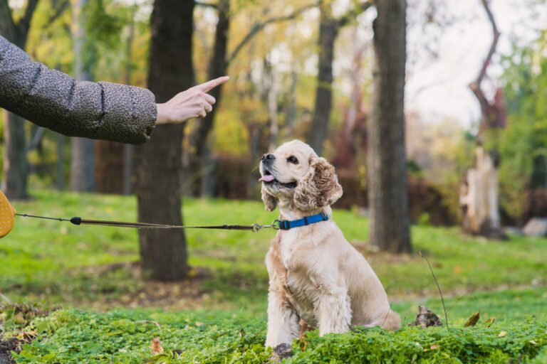 Dog Training Davenport FL: Your Expert Guide to Raising a Well-Behaved Dog