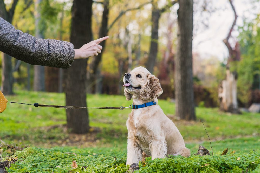 dog training davenport fl